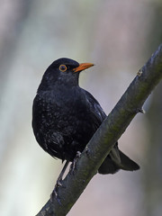 Common blackbird (Turdus merula)