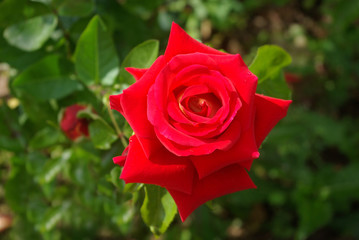 Rose rouge perlée de rosée le matin au jardin