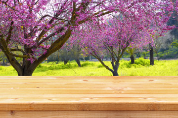Naklejka premium wooden table in front of spring cherry tree