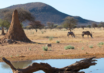 Afrikanische Savanne mit Oryxantilopen