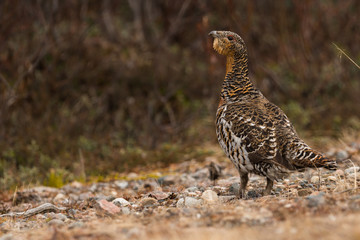 Western capercaillie