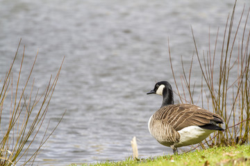 Ducks in the lake,,Germany