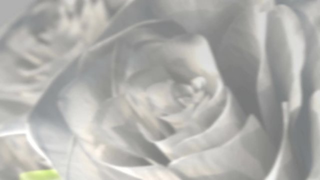 rotating white roses background theme - 3D render. seamless loop