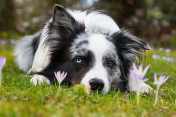 Fototapeta premium Border Collie in Frühlingswiese