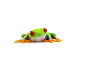 macro frog isolated on white background
