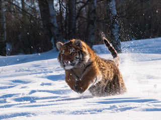 Naklejka na ściany i meble Running and hunting Siberian tiger in wild winter nature - Panthera tigris altaica
