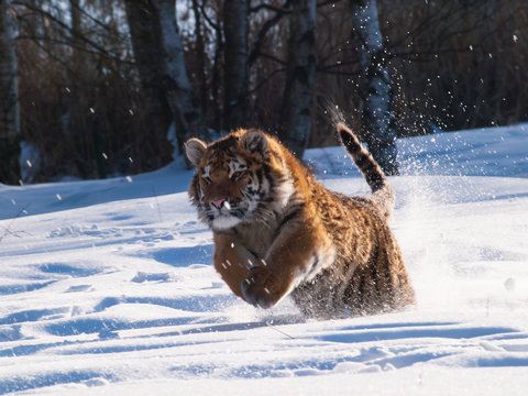 Fototapeta Running and hunting Siberian tiger in wild winter nature - Panthera tigris altaica