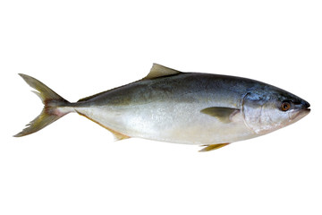 Fish fresh. tuna. on a white background.