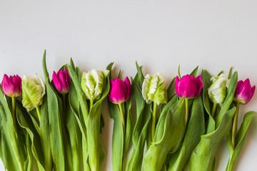 Tulips on white background