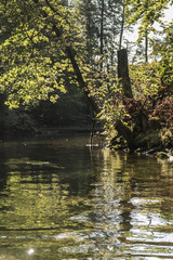 Trees along the river Krutynia in Masuria/Poland
