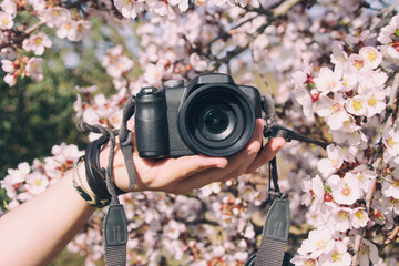 Persona sujetando una cámara de fotos entre flores de almendro en primavera