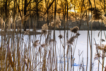 Frozen lake,reeds and sunset - 140374284