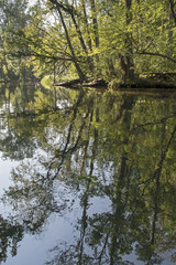 Trees along the river Krutynia in Masuria/Poland
