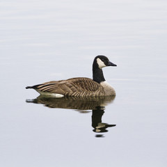 Ducks in the lake,,Germany
