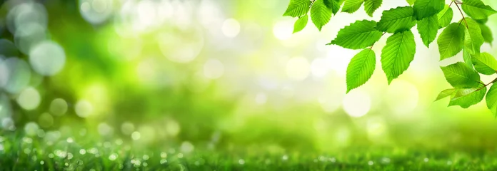 Foto auf Glas Grüne Blätter verzieren einen breiten Bokeh  Hintergrund aus Glanzlichtern in der Natur © Smileus