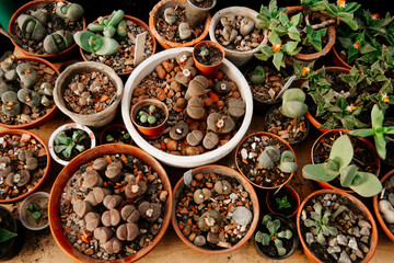 Botanical garden with a greenhouse to grow flowers , Sunny day , cactus in pots