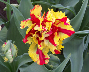 Yellow and red beautiful tulip