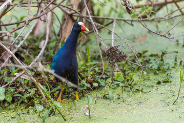 Male Purple Gallinule walks in a swampy area