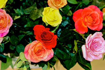 Yellow, Red, Pink Tulips