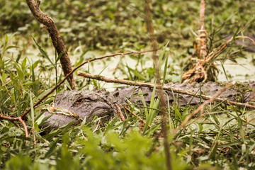 Wild American Alligator (Alligator Mississippiensis) submerged and camouflaged