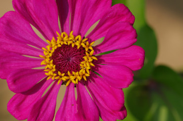 Purple Flower close up