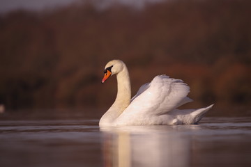 Fototapeta premium Cygne tuberculé 3