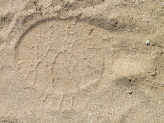 footprint of a elephant