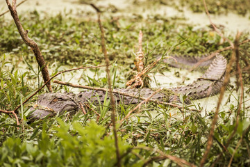 Wild American Alligator (Alligator Mississippiensis) submerged and camouflaged with eyes closed