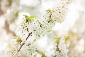Fototapeta na wymiar Tree flowers in blossom