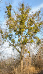 mistletoe on poplar