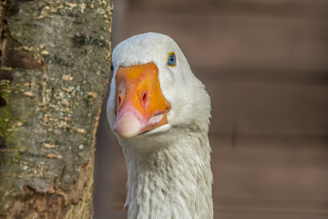 goose portrait