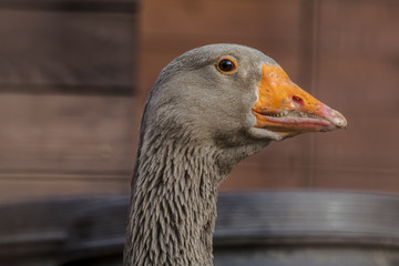 goose portrait