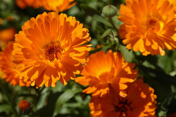 Calendula flowers on the sunny summer day