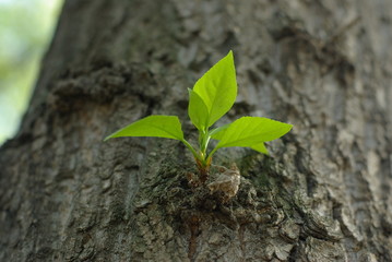 Spring young leaves