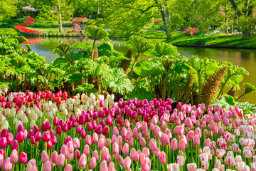 Keukenhof park, Netherlands. Flower bed of colourful tulips in spring. Colorful tulips in the Keukenhof park, Netherlands. Fresh blooming tulips in the spring garden. Blooming flowers in Keukenhof.