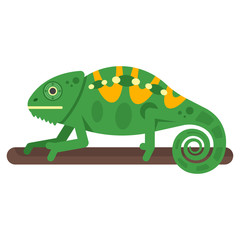 Vector flat style illustration of chameleon.