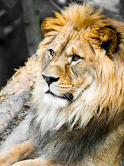 Big male lion portrait. Profile view of jungle king with huge bushy mane.