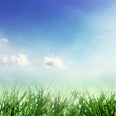 Fototapeta na wymiar Spring growth of nature, blue sky and grass