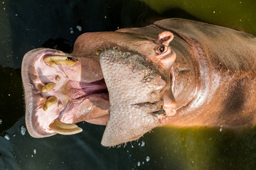 Hippopotamus showing huge jaw and teeth.