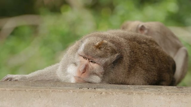 Monkey sleeps. Close up photo of monkey's face. Monkey forest in Ubud Bali Indonesia.