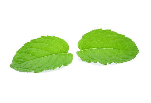 Mint leaves isolated on white background.