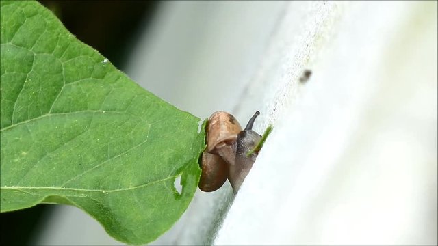 One Little Snail on the White Wall while Eating Green Leaf 