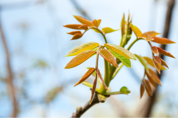Fresh shoots walnut tree