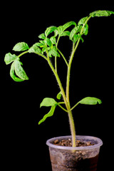 Seedling tomato on a black background