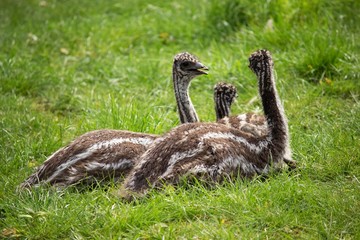 Group of emu chicks