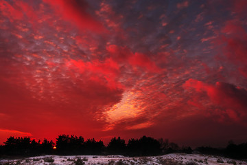Fiery orange colorful sunset sky.  winter forest at sunset.