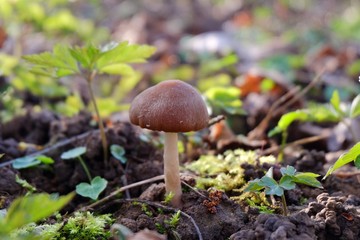 Champignon des bois.