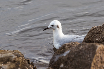 Hartlaub's Gull (Chroicocephalus hartlaubii) behind rocks on the water