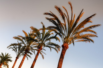 Palm trees against blue sky with sunset light; low angle view