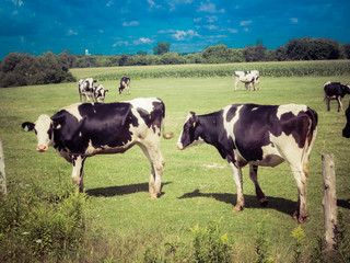 Afternoon in the pasture